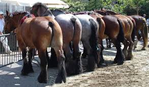 Ringrijden in Domburg